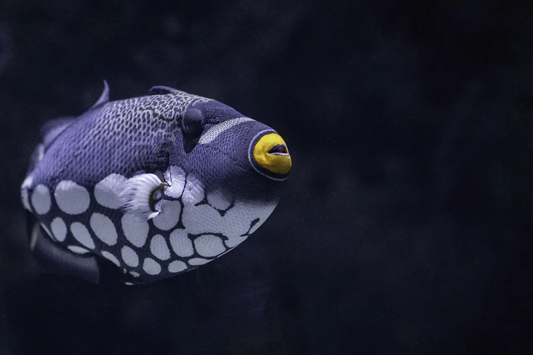Fish First Place Winner Ali Pashang copy